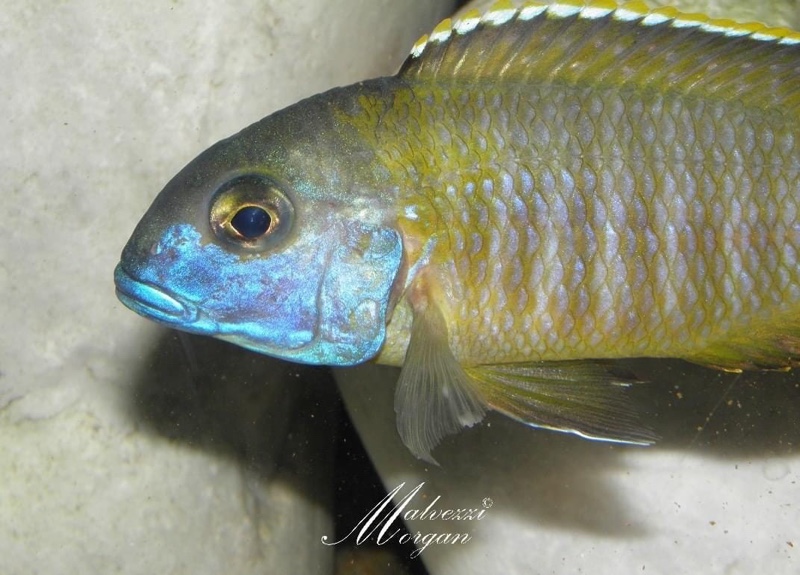 Tramitichromis sp. 'orange top' Lumbira